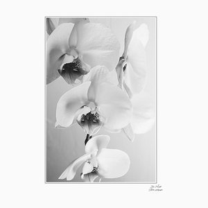 Steve Maudet, Orchids on White, 2021, Photography