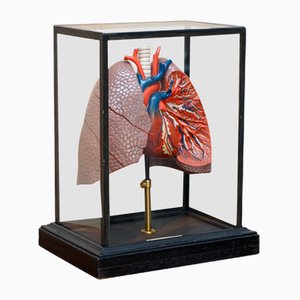 Modello anatomico vintage di polmoni umani in vetrina