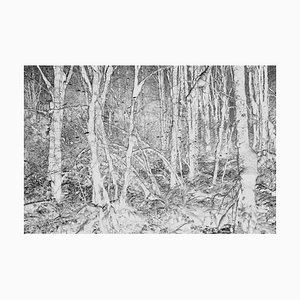 Minze Bilder, Schwarz-Weiß Abstract (Inverted) Bild von Lush Temperate Rainforest, Fotopapier