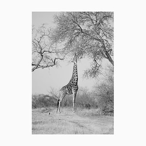 Images Menthe, Une Girafe Atteint un Arbre, en Noir et Blanc, Papier Photographique