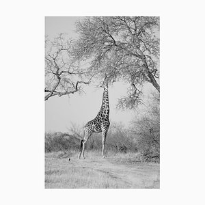 Minze Bilder, A Giraffe Reaches Up to a Tree, in Schwarz und Weiß, Fotopapier