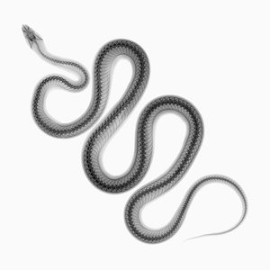 Nick Veasey/Science Photo Library, Snake, X, Ray, Photographic Paper