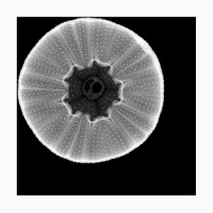 Fototeca di Nick Veasey/Science, Sea Urchin, X, Ray, Carta fotografica