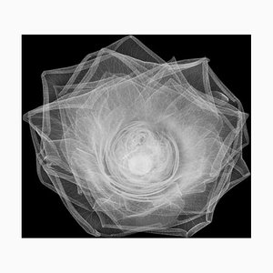 Nick Veasey / Science Photo Library, Rose Flower Head, X, Ray, Fotopapier