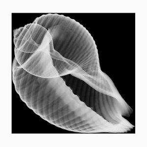 Fototeca Nick Veasey/Science, Conch Seashell, X, Ray, Photographic Paper