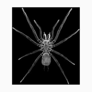 Nick Veasey/Science Photo Library, Tarantula Spider, X, Ray, Photographic Paper
