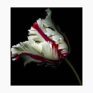 Ogphoto, tulipán blanco con rayas rojas sobre negro, papel fotográfico