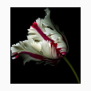 Ogphoto, weiße Tulpe mit roten Streifen auf schwarzem, Fotopapier