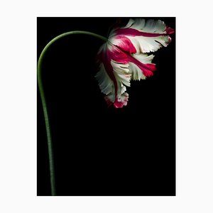 Papel fotográfico, tulipán loro blanco y rojo