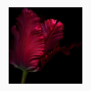Ogphoto, Close Up, Side View of a Single Red Parrot Tulip, Photographic Paper