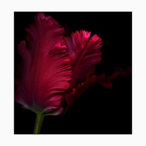 Ogphoto, Close Up, Vue Latérale d'une Tulipe Perroquet Rouge, Papier Photographique