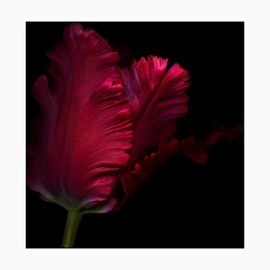 Ogphoto, primer plano, vista lateral de un tulipán loro rojo, papel fotográfico