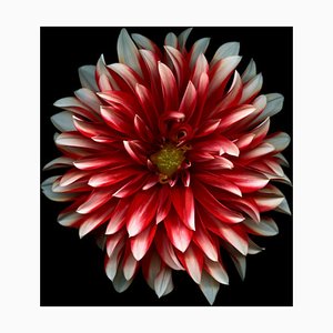 Ogphoto, Red and White Dahlia, Photographic Paper
