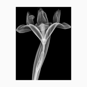Nick Veasey/Science Photo Library, Iris Flower, X, Ray, Photographic Paper