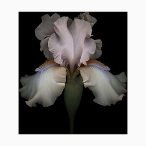 Ogphoto, rosa Iris lokalisiert auf schwarzem Hintergrund, Fotopapier