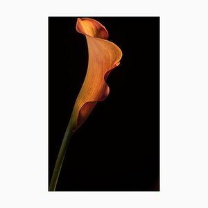 Yoko Okamoto, Calla Lily, Papel fotográfico