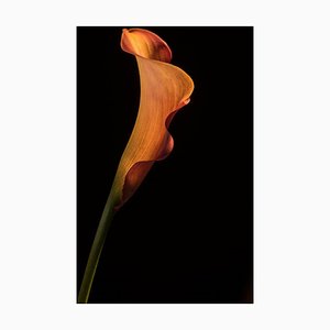 Yoko Okamoto, Orange Coloured Calla Lily, Photographic Paper