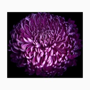 Magda Indigo, Glorious Autumn Purple Chrysanthemum, Photographic Paper