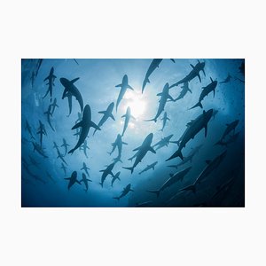 Rodrigo Friscione, silhouettierte Unterwasseransicht der seidigen Haie, die sich im Frühjahr für Paarungsrituale versammelt, Roca Partida, Revillagigedo, Mexiko, Fotopapier