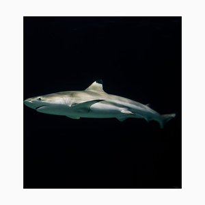 Ruijie Shao / Eyeem, Primer plano de un tiburón nadando bajo el mar, Papel fotográfico