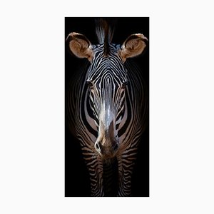 Photographie Raúl Barrero, Zebra Grevy Cabárceno, Papier Photographique