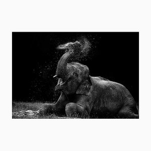 Steve Booth / Eyeem, Elephant Splashing Water on Field, Fotopapier