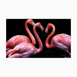 Seng Chye Teo, 3 Flamingo auf Schwarz, Fotopapier