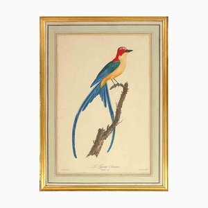 Jean-Gabriel Priest, The Fork-Tailed Flycatcher, Lithographie Originale, 1807