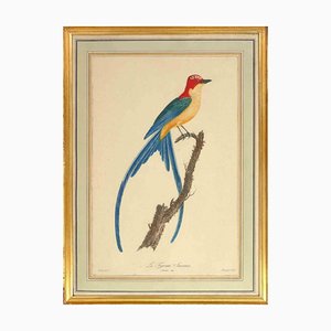 Jean-Gabriel Priest, The Fork-Tailed Flycatcher, Litografia originale, 1807