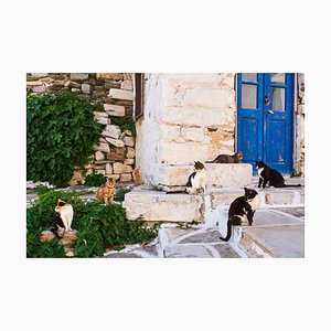 Tuul & Bruno Morandi, Grèce, Cyclades, Street Cat, Papier Photographique