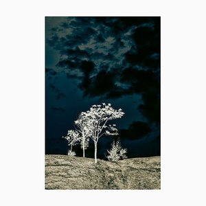 Vicente Mendez, árboles en el cerro, papel fotográfico