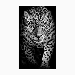 Vieriu Adrian, Tigergesichtsprofil, abstraktes Tier, Fotopapier