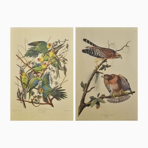 Large Ornithological Studies of Birds, Set of 2