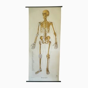 Vintage German Anatomical Poster, 1950s
