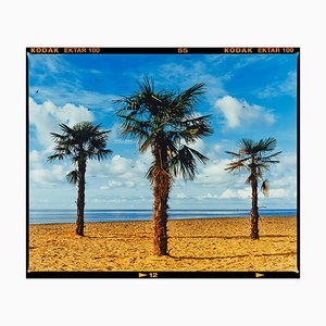 Three Palms, 2021, Colored Photograph