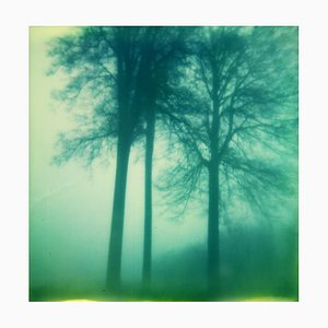 Mélanie Patris, Trees in the Fog, Bélgica, 2015, Impresión pigmentada