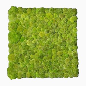 Polemoss de pared vegetal deshidratado de VGnewtrend