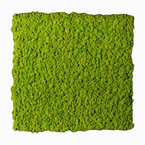 Dehydrierte Pflanzen Wand Stabilisierte Lichene Flache Arbeit Mai von VGnewtrend