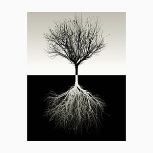 Vicente Méndez, Árbol sin hojas, Fotografía