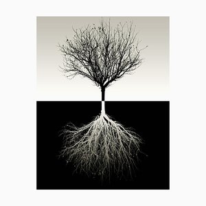 Vicente Méndez, Tree Without Leaves, Photograph
