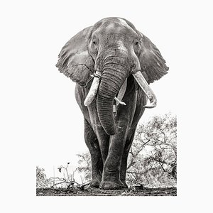 Vicki Jauron, Babylon and Beyond Photography, A Portrait of a African Elephant Named Boswell at Mana Pools, Simbabwe, Photographie