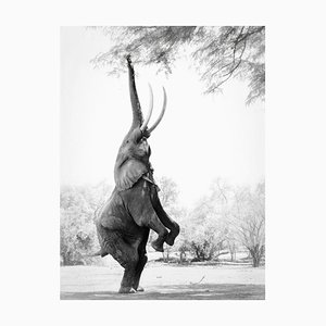Fotografia di Vicki Jauron, Babylon and Beyond, abile elefante africano a Mana Pools, Zimbabwe