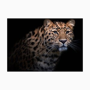 Westend 61, retrato de leopardo de Amur frente a fondo negro, fotografía
