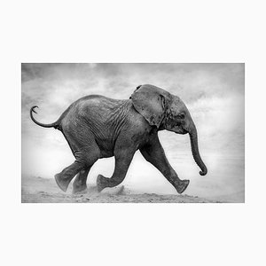 Vicki Jauron, Babylon and Beyond Photography, Elephant Calf on the Run and Kicking Up Dust in Black and White at Samburu, Kenya, Photograph