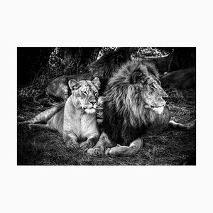 Wildacad, King and Queen, Photograph