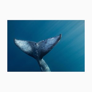 Impresión artística limitada de ballenas jorobadas Serenity, 2021