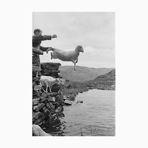 Grace Robertson, Sheep Dip, 1951, Papel fotográfico