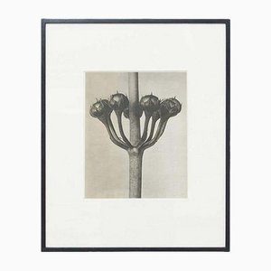 Karl Blossfeldt, Black & White Flower, 1942, Heliogravüre