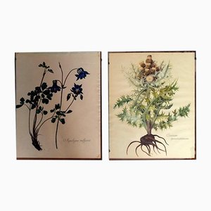 Old Botanical Illustrations, Engravings, Framed, Set of 2