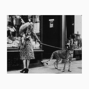 B C Parade/Getty Images, Cheetah Who Shops, 1935, Black & White Photograph